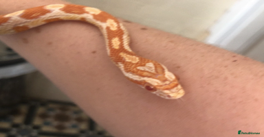 Corn Snake reptiles - Advert 11