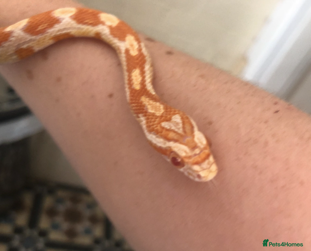 Corn Snake reptiles for sale: Full Setup - 2 tame Corn Snakes and large vivarium - Image 2