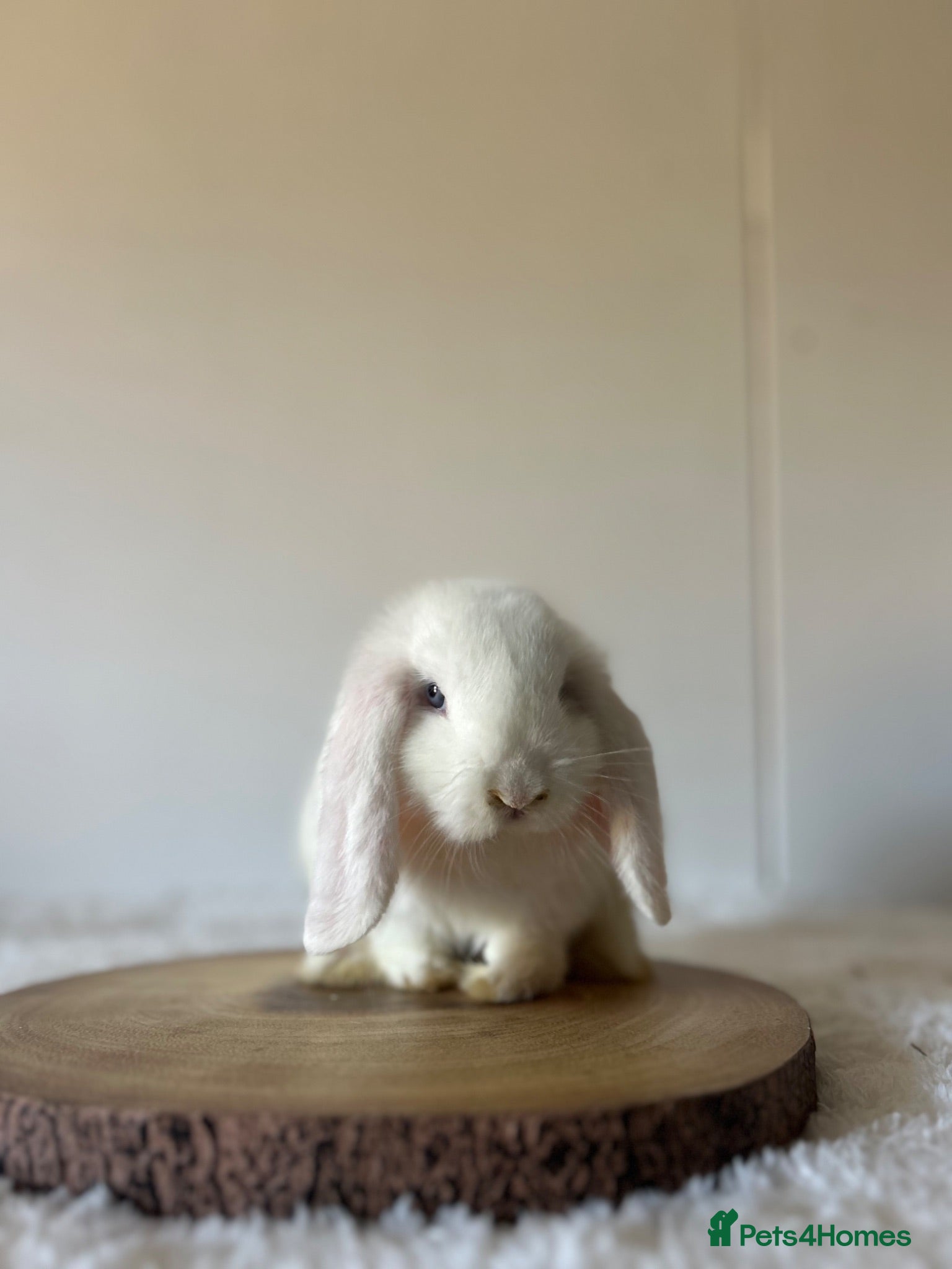 Mini Lop rabbits READY TO LEAVE - Advert 2