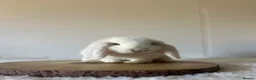 Mini Lop rabbits for sale: Purebred minilops ready to leave - Advert 10