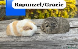Guinea Pig rodents for sale: Baby guinea pigs available now. Sheffield. - Image 27