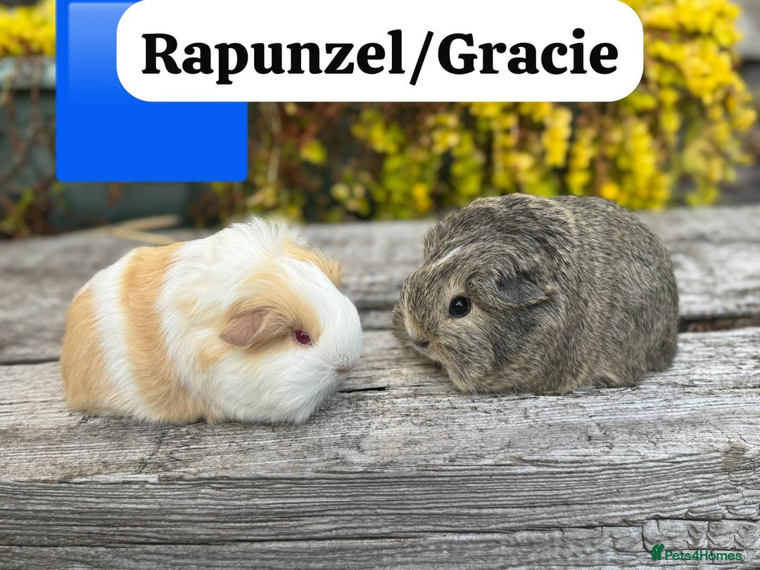 Guinea Pig rodents for sale: Baby guinea pigs available now. Sheffield. - Image 27