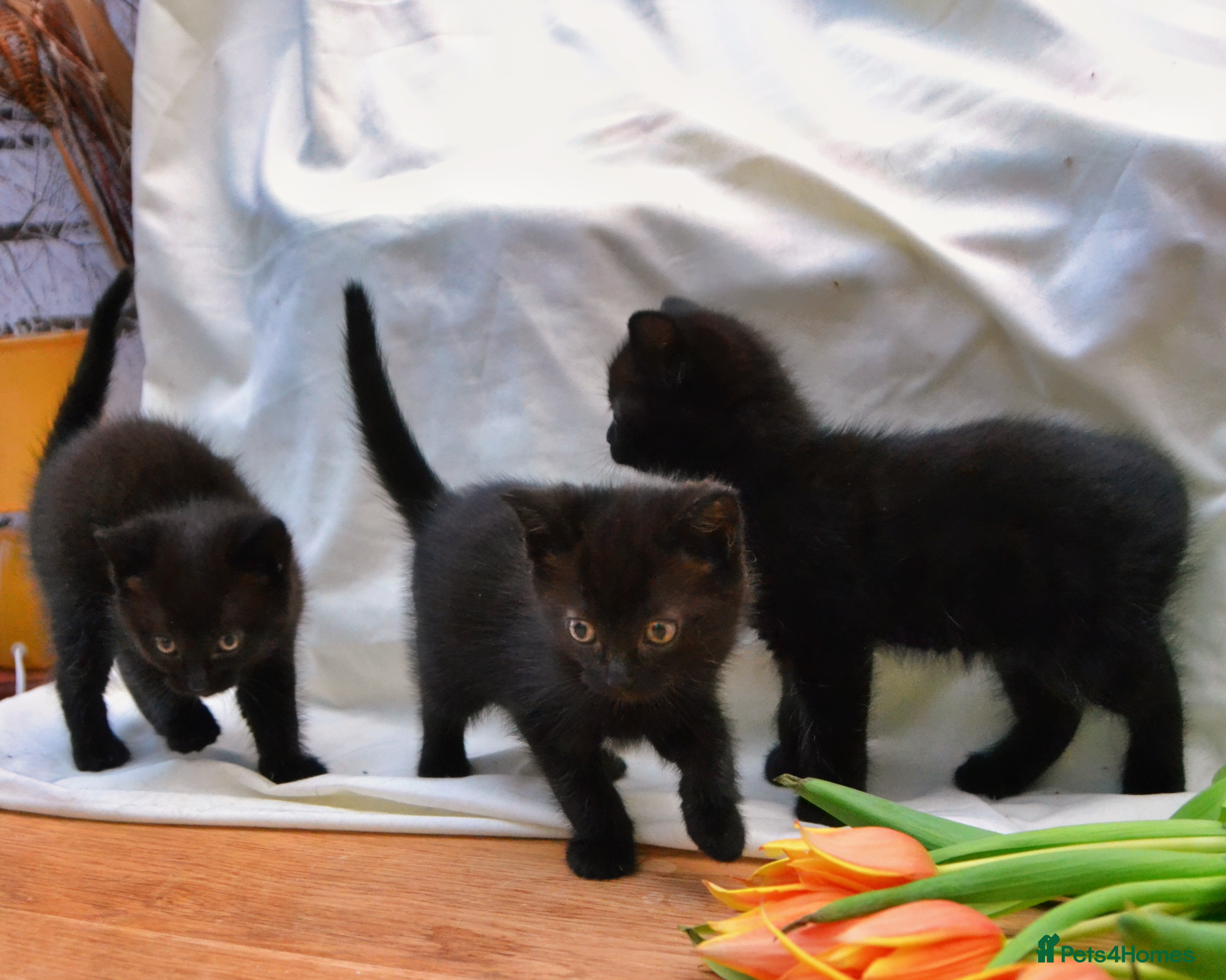 Mixed Breed cats Gorgeous Maine-Coon/Ragdoll/Bombay Mix Kittens! - Advert 1