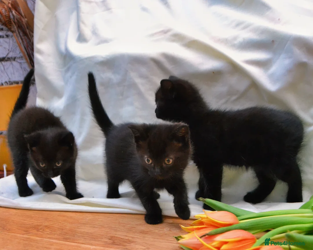 Mixed Breed cats for sale: Gorgeous Maine-Coon/Ragdoll/Bombay Mix Kittens! - Advert 2