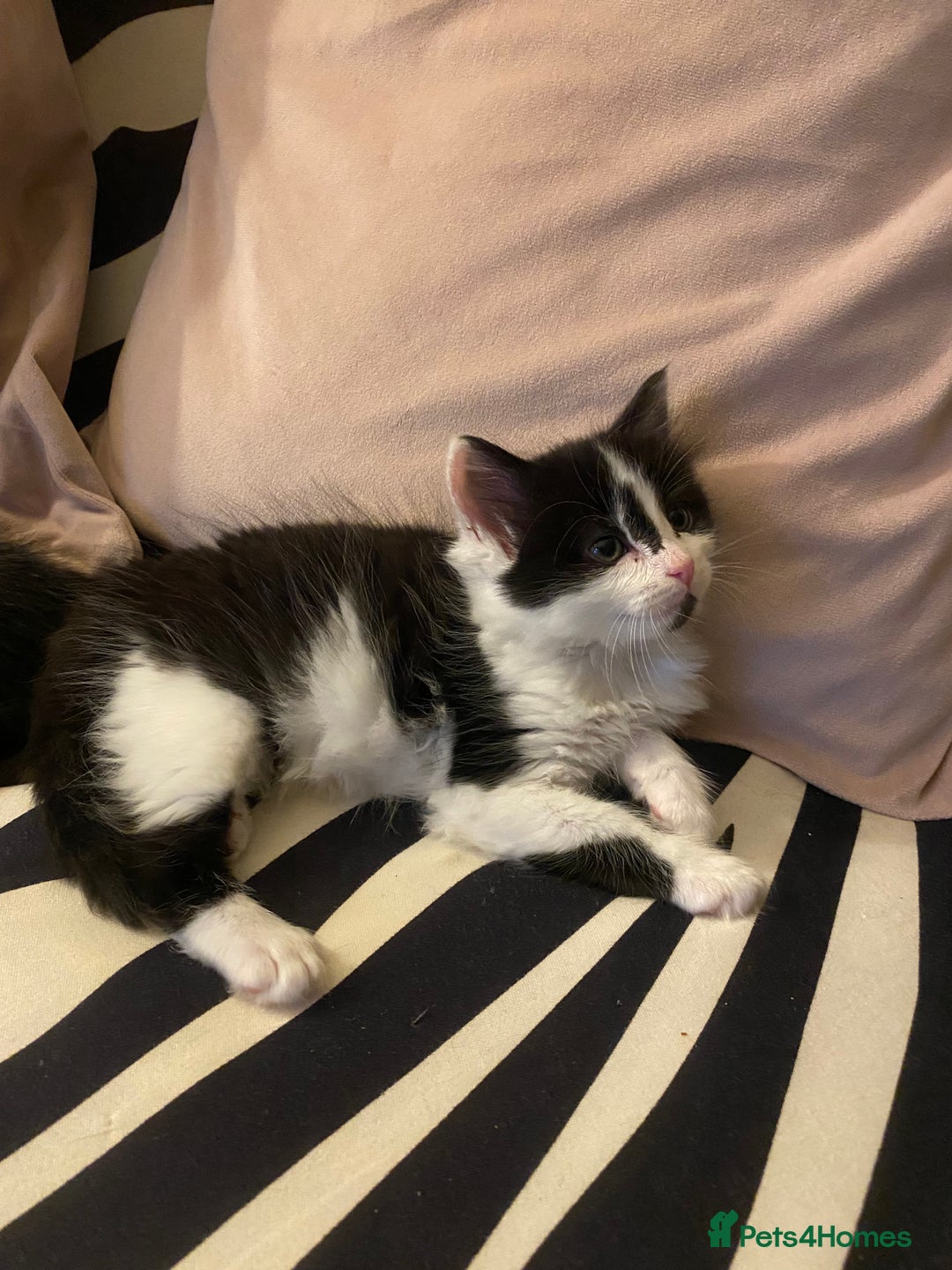 Mixed Breed cats for sale: Fluffy black and white girl - Image 5