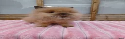 Lionhead rabbits for sale: Lionhead buns - Advert 9