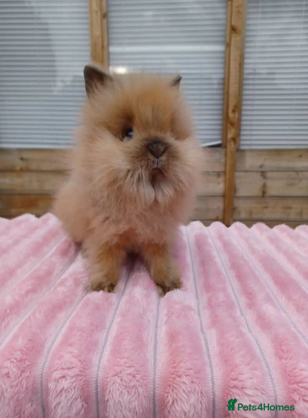 Lionhead rabbits for sale: Lionhead buns - Advert 9