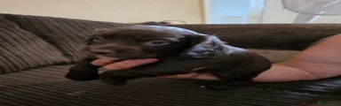 Cocker Spaniel 1