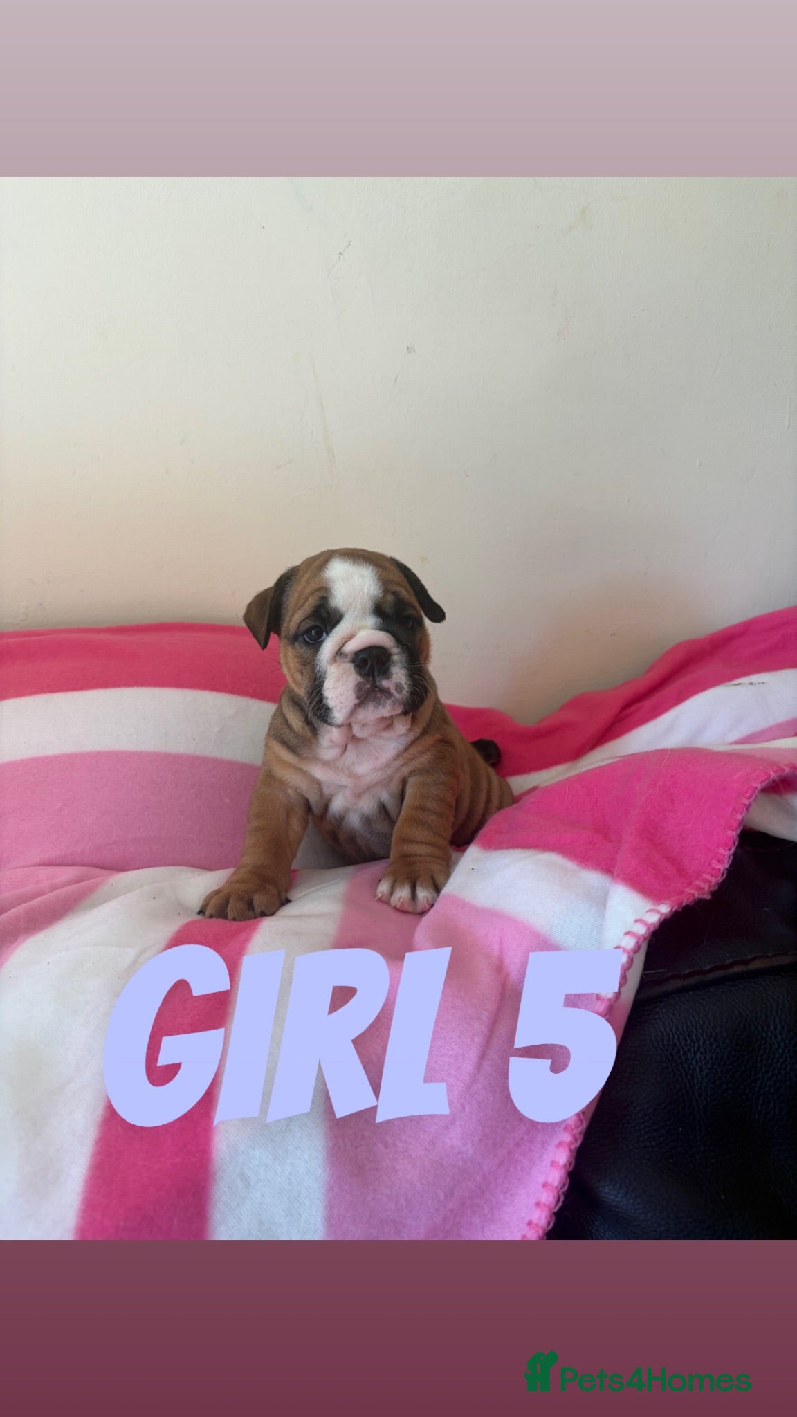 English Bulldog dogs 3 beautiful girls available healthy Traditional  - Advert 8