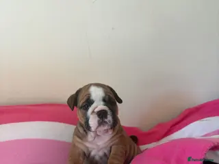 English Bulldog dogs 3 beautiful girls available healthy Traditional - Advert 8