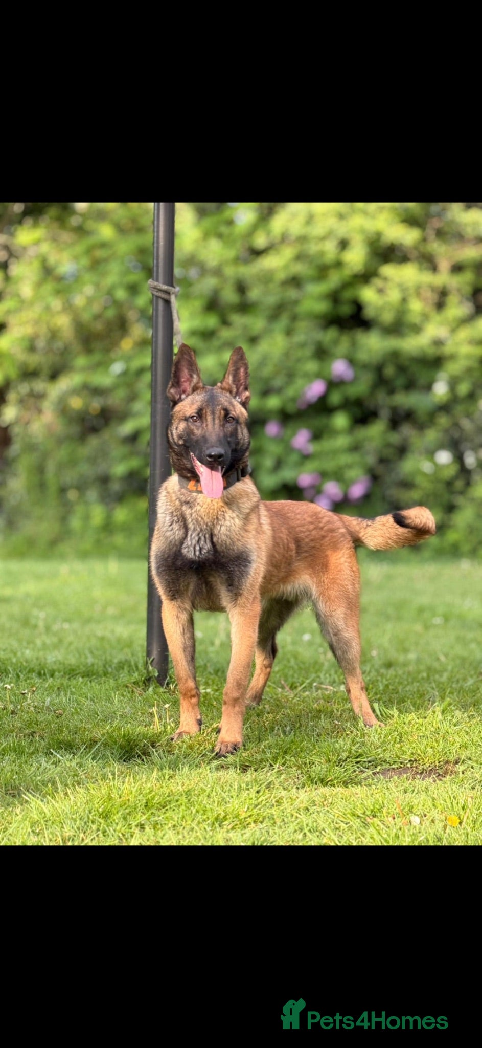Belgian Shepherd Dog dogs Dutch herder pups - Advert 3