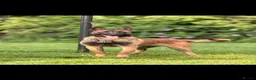 Belgian Shepherd Dog dogs for sale: Dutch herder pups - Advert 1