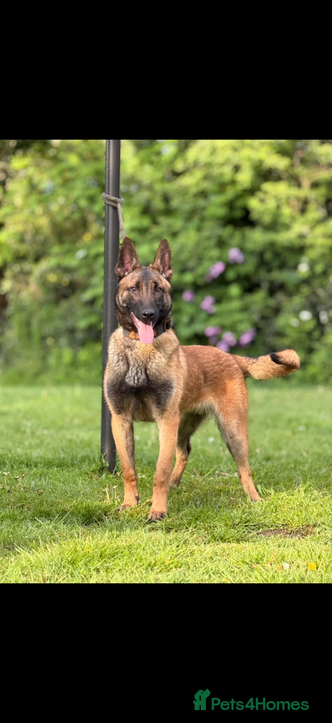 Belgian Shepherd Dog dogs for sale: Dutch herder pups - Advert 1
