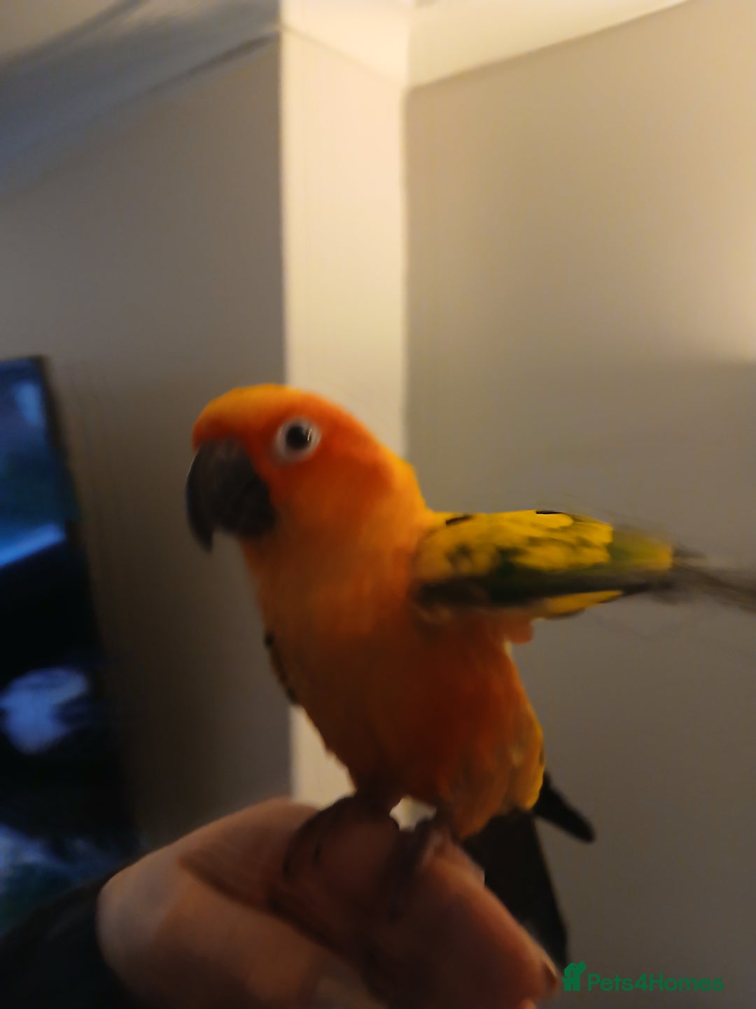 Conures birds for sale: Baby female Sun Conure. DNA certificate. - Advert 1