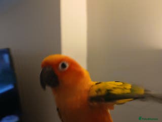 Conures birds Baby female Sun Conure. DNA certificate. - Advert 1