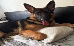 German Shepherd dogs for sale: GSD 7 Months Old - Image 4