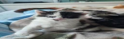 Mixed Breed cats for sale: 3 gorgeous kittens looking for forever home - Advert 8