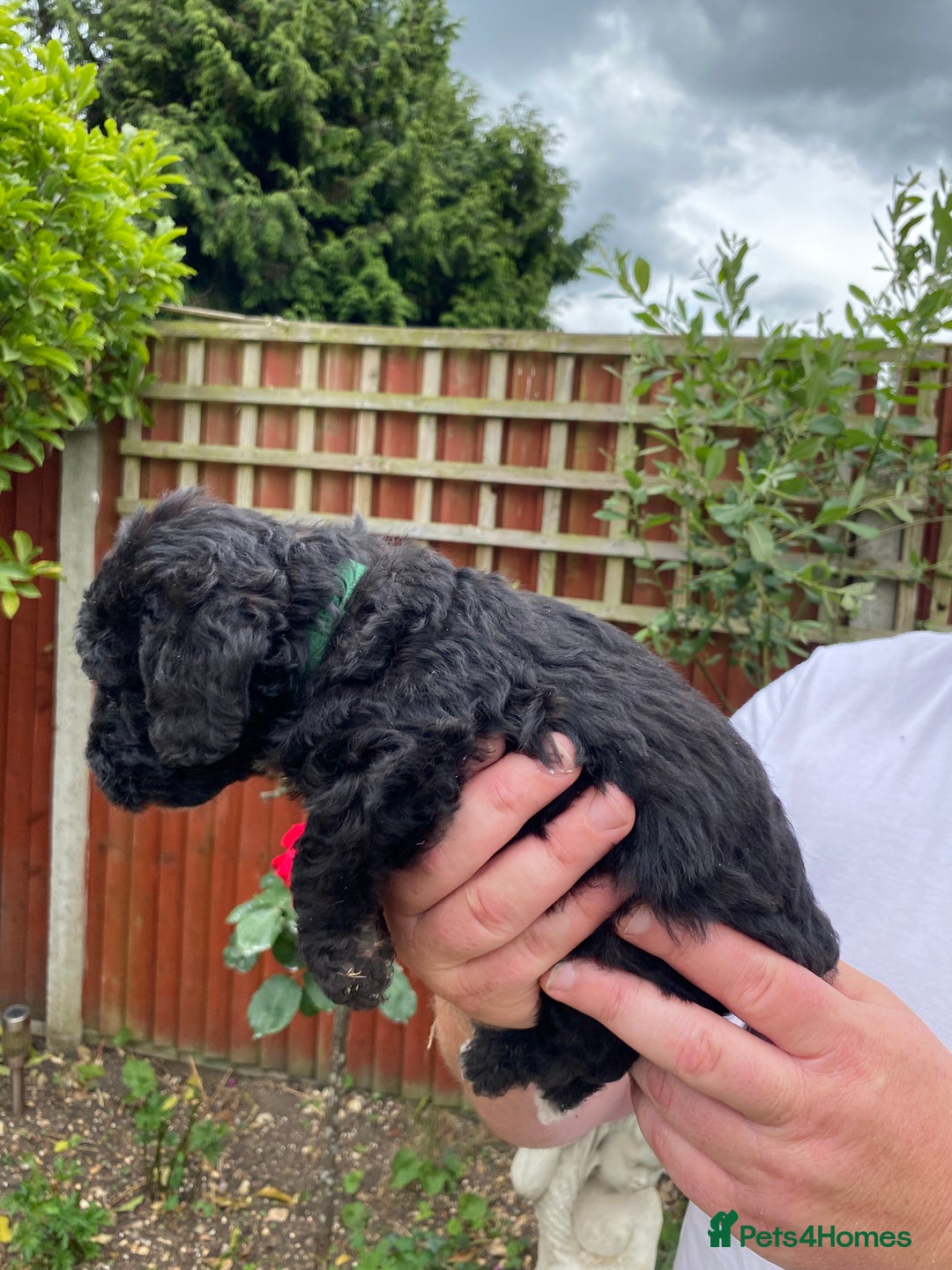 Bedlington Terrier dogs for sale: Bedlington Terrier puppies for sale in Hertford - Image 19