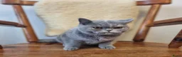 British Shorthair cats for sale: Spayed Blue Tortie Female Kitten in Leicester - Advert 7