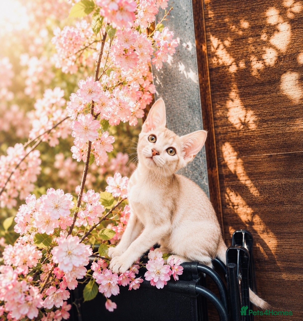Abyssinian cats     Fu (福) 🏆✨ CHAMPION Silver Cinnamon Abyssinian - Advert 6
