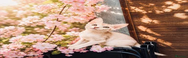 Abyssinian Kitten 1