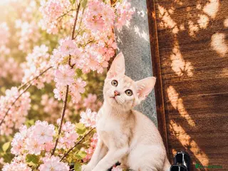 Abyssinian cats Fu (福) 🏆✨ CHAMPION Silver Cinnamon Abyssinian - Advert 6
