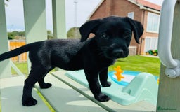 Labrador Retriever dogs for sale: KC Registered Labrador Babies 🐾🐾🐾 - Image 12