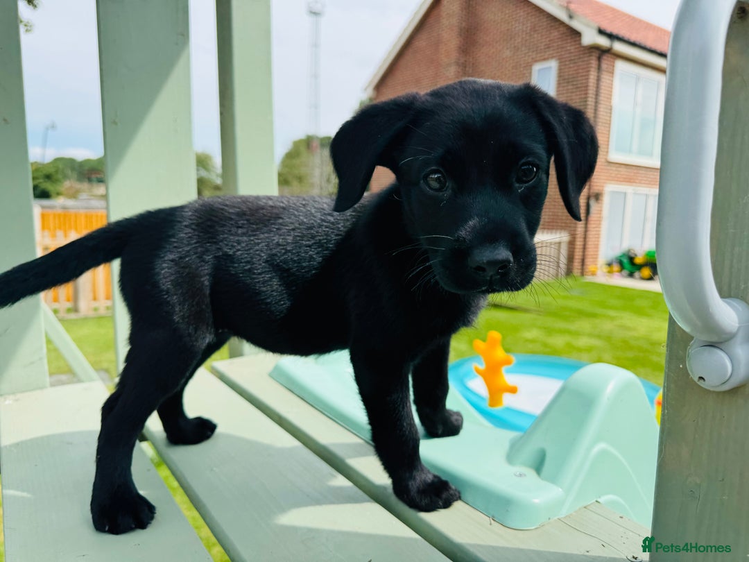 Labrador Retriever dogs for sale: KC Registered Labrador Babies 🐾🐾🐾 - Image 12
