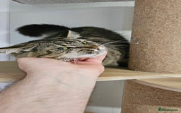 Domestic Shorthair cats for sale: Cat for Adoption  - Image 3