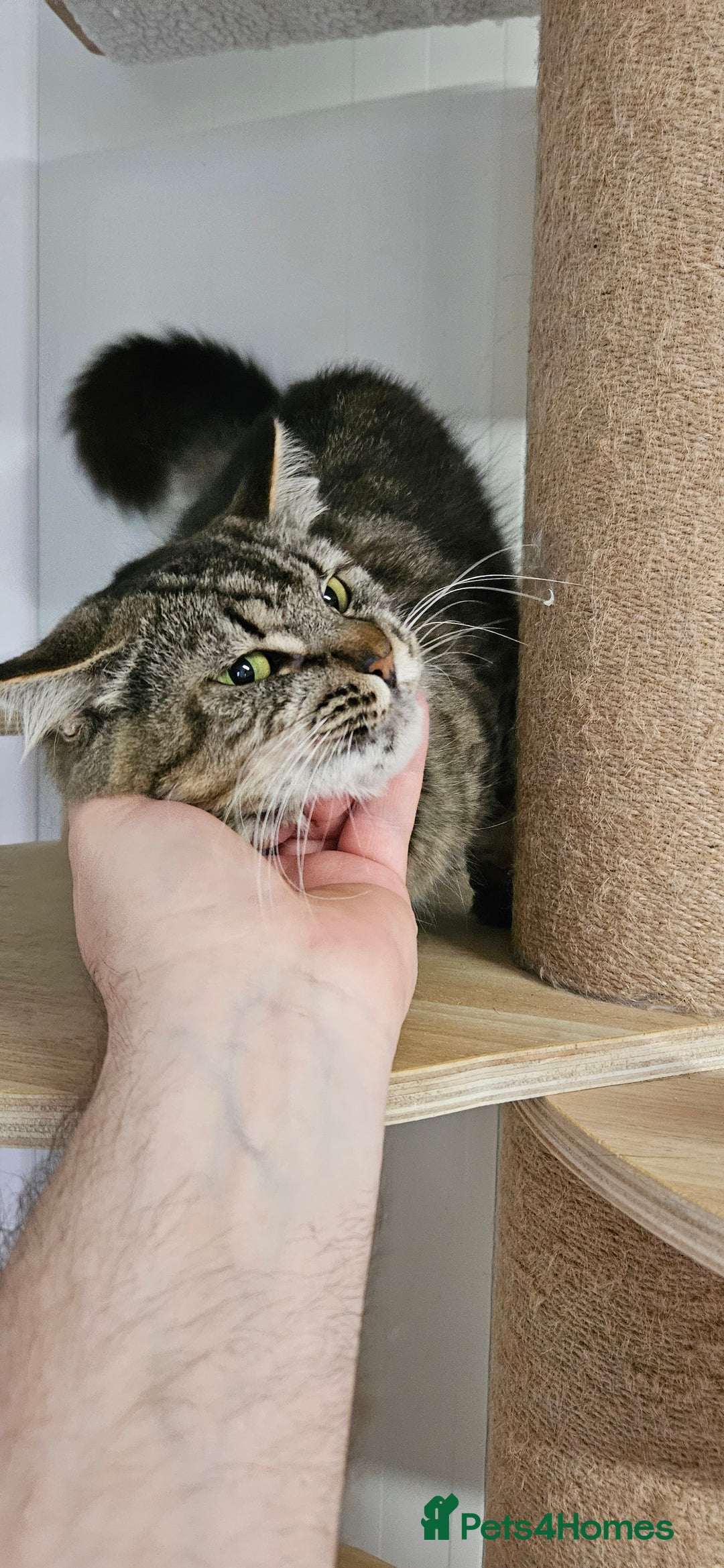 Domestic Shorthair cats for sale: Cat for Adoption  - Image 3