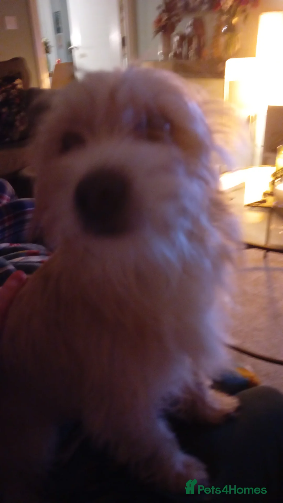 Mixed Breed dogs for sale: Beautiful little spud needs a loving home    - Advert 5