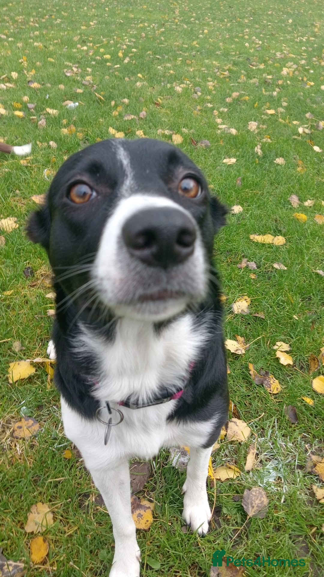 Border Collie dogs Border Collie  - Advert 1