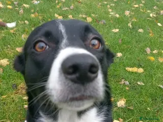 Border Collie dogs Border Collie - Advert 1