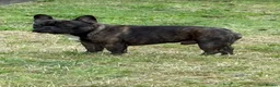 French Bulldog dogs for stud: Standard red brindle stud  - Advert 9