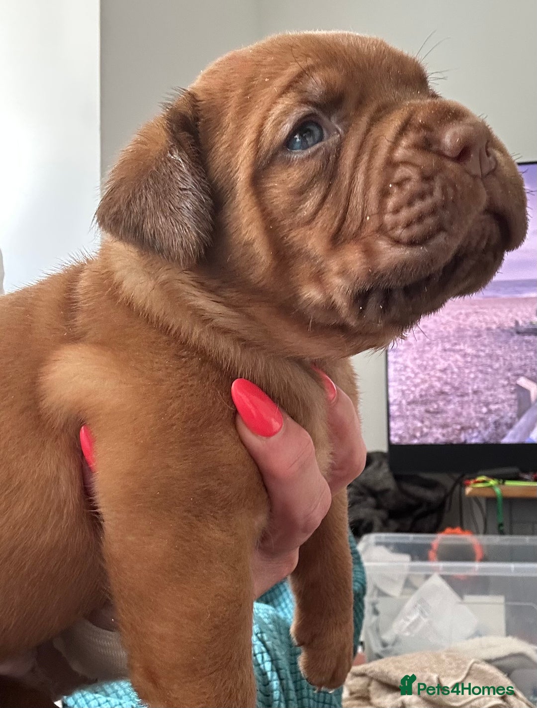 Dogue De Bordeaux dogs for sale: Stunning litter of puppies  - Image 5