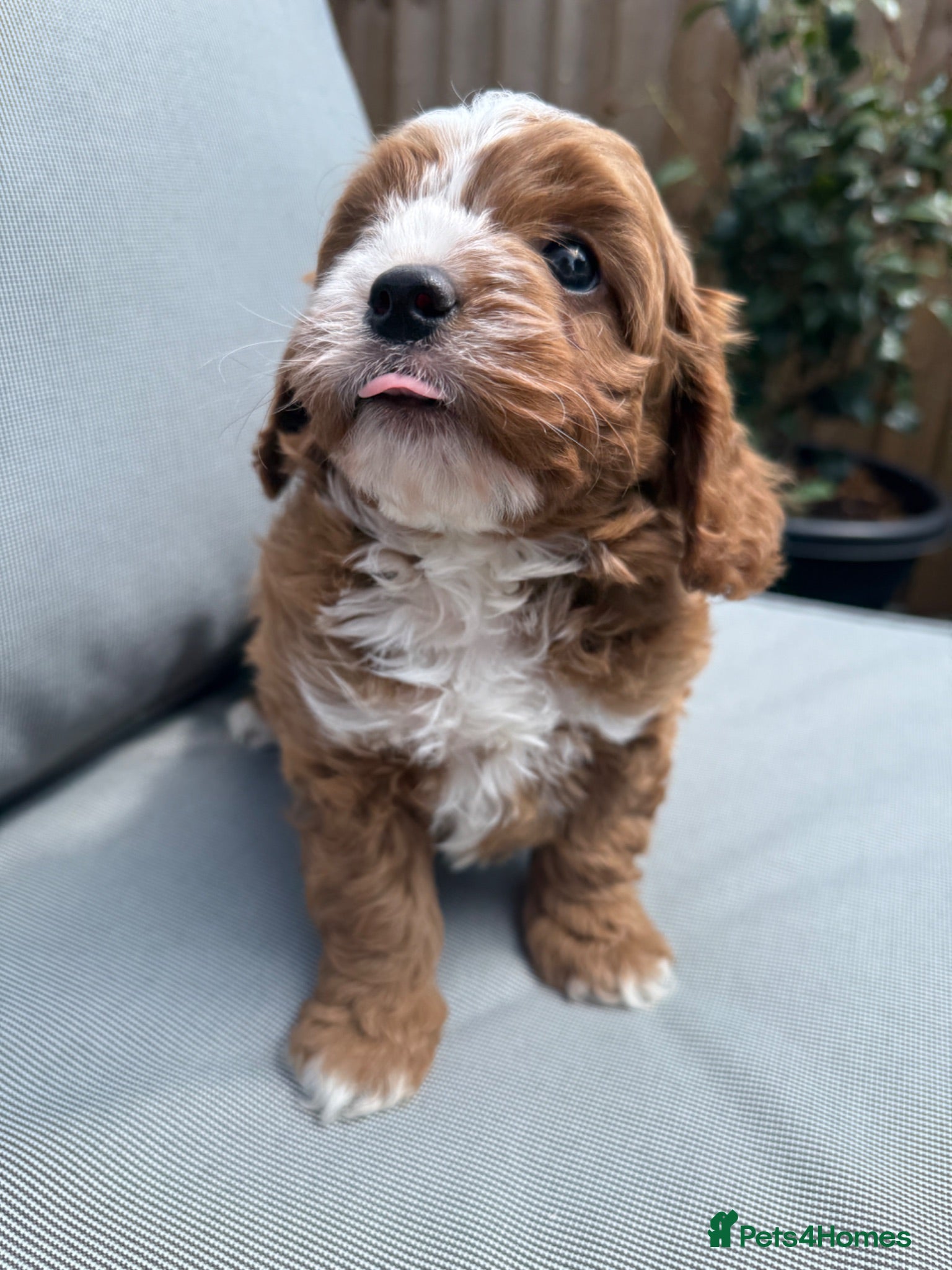 Cavapoo dogs Cavapoo puppies,health tested parents 5* licensed  - Advert 2