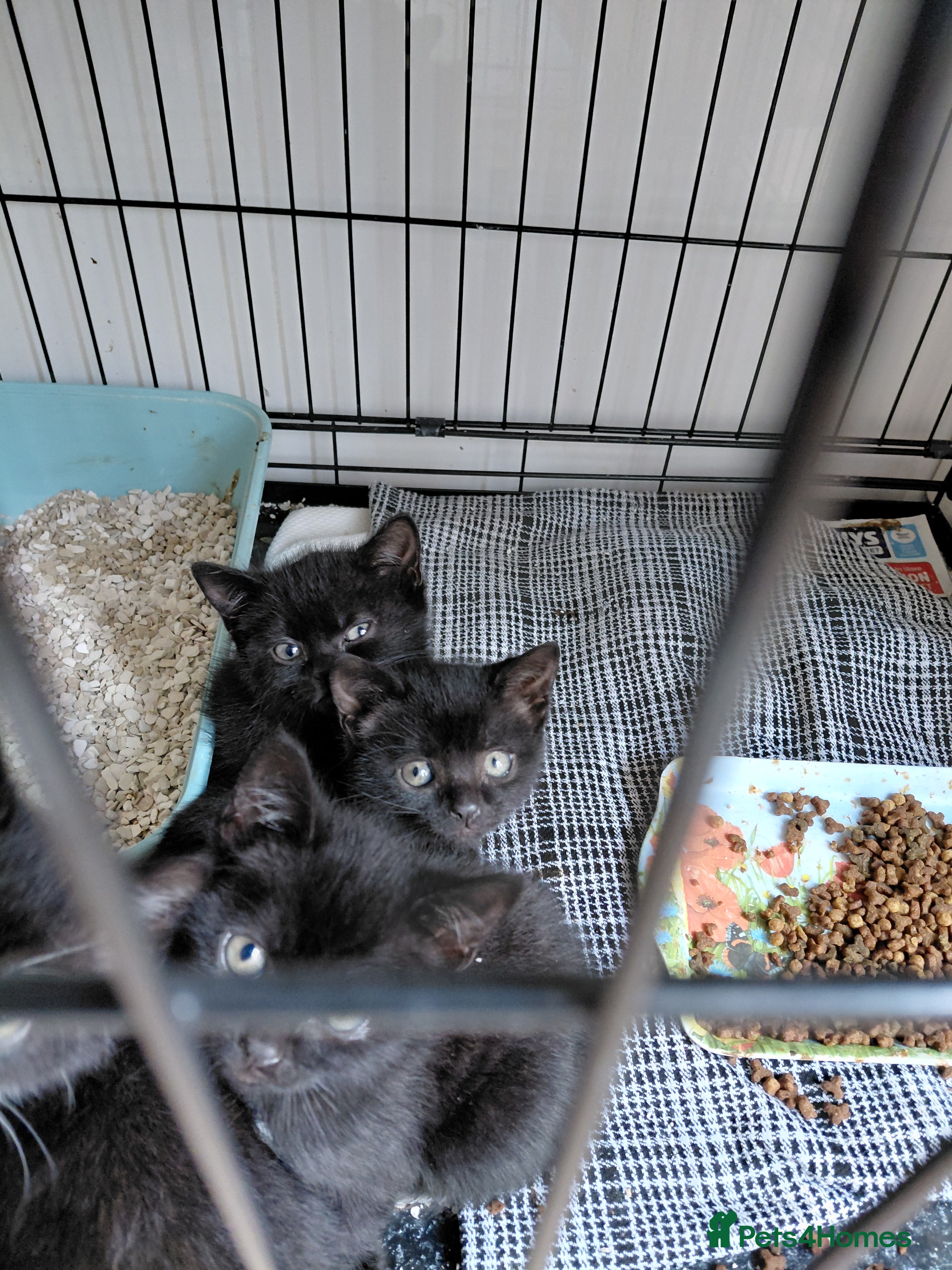 Bombay cats Kittens for sale - Advert 9