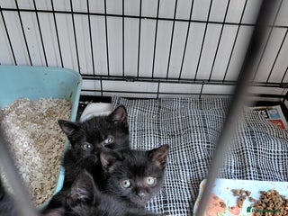 Bombay cats Kittens for sale - Advert 4