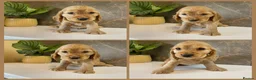 Cocker Spaniel dogs for sale: KC Registered Show Cocker Spaniels - Advert 11