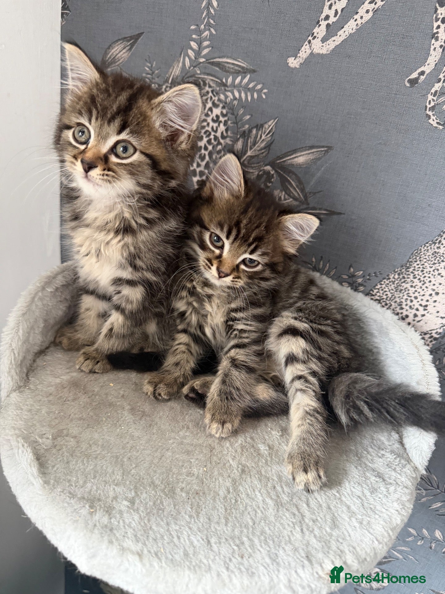 British Shorthair cats Two short hair tabby kittens  - Advert 1