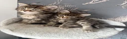 British Shorthair cats for sale: Two short hair tabby kittens  - Advert 1