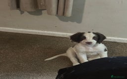 English Springer Spaniel dogs for sale: 7 beautiful springer spaniels - Image 5