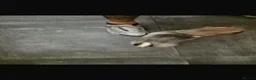 Pug dogs for sale: Amazing pug puppy’s  - Advert 9