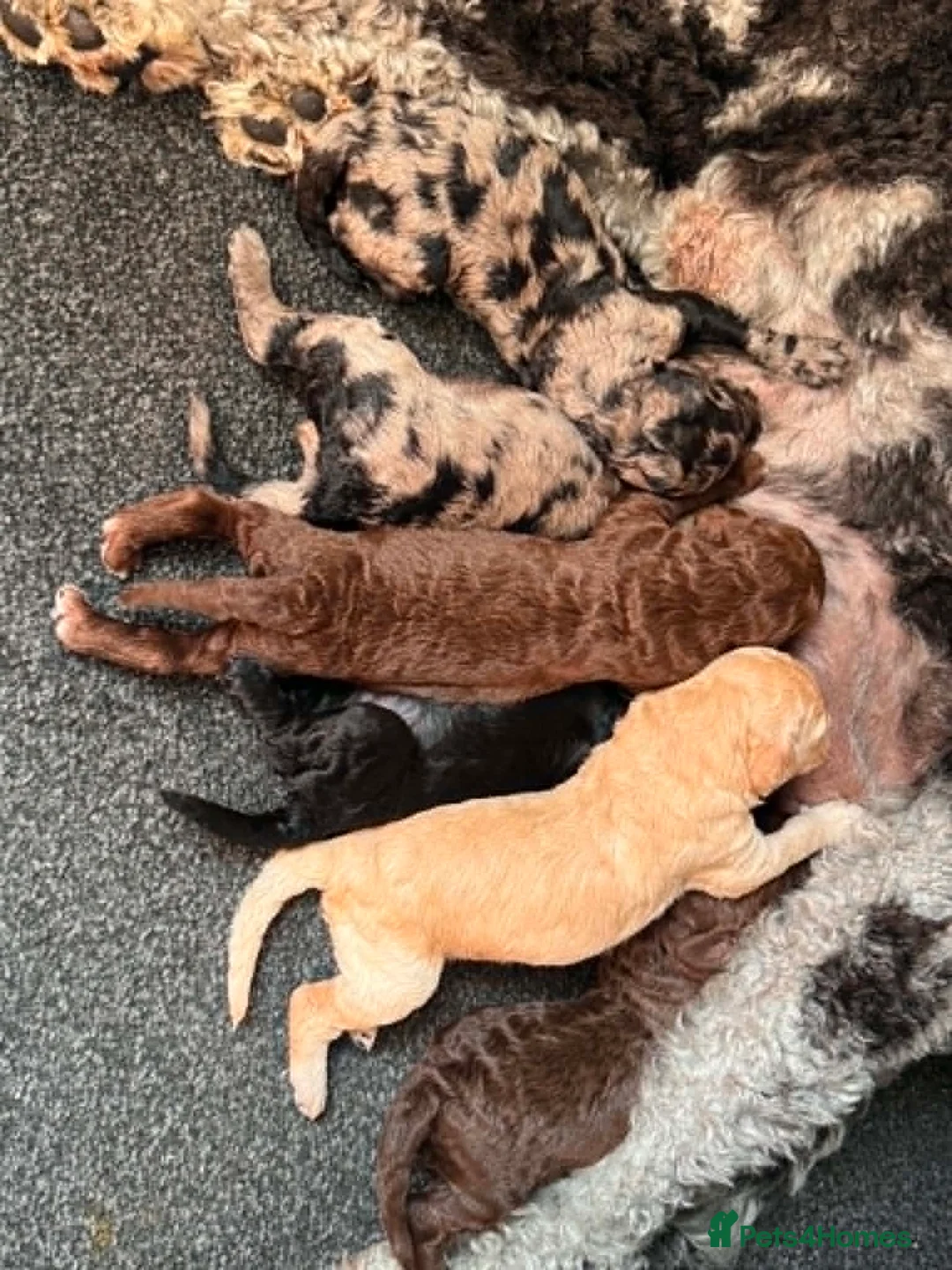 Labradoodle dogs for sale: LABRADOODLE & POODLE  - Advert 2