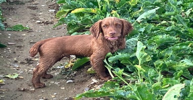 Cocker Spaniel dogs - Advert 10