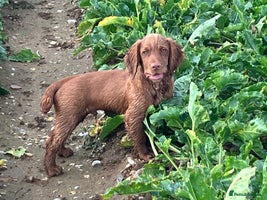 Cocker Spaniel dogs - Advert 7