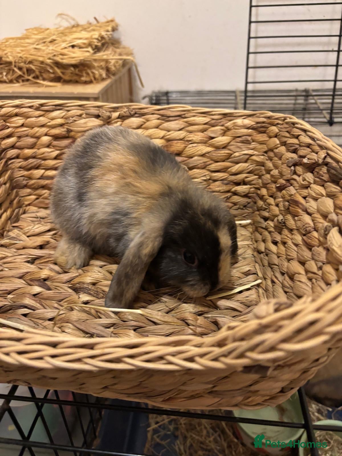 Mini Lop rabbits Gorgeous Mini Lop Babies - Advert 8