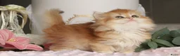 British Longhair cats for sale: Gorgeous Golden Chinchilla  - Advert 3