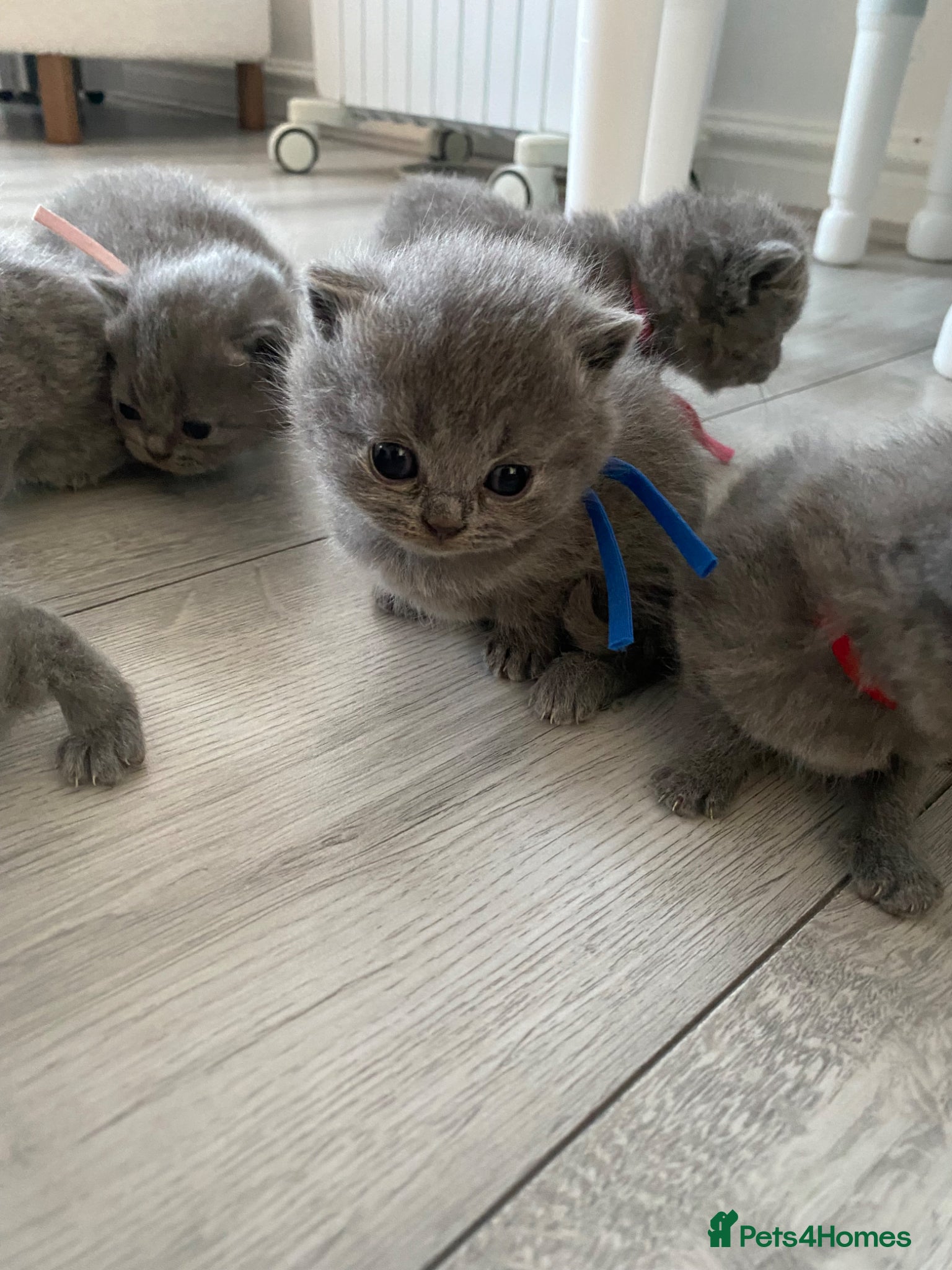 British Shorthair cats Beautiful British shorthair kittens - Advert 6