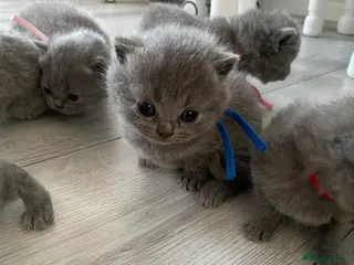 British Shorthair cats Beautiful British shorthair kittens - Advert 6
